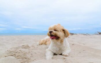 Ein Hund, der im Sand liegt.