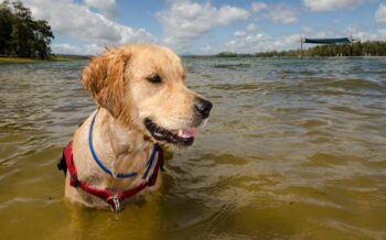 Ein Hund im Wasser am spielen.