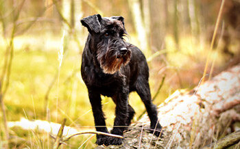 Kurzurlaub mit Hund