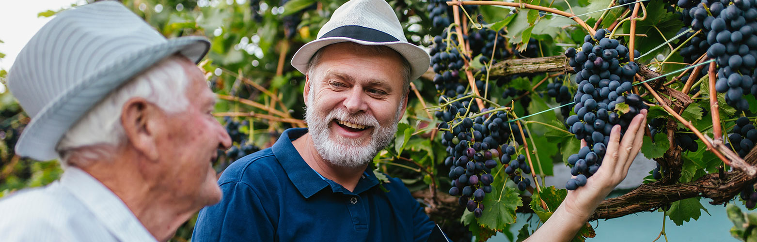 Aältere Herren bei einer Wein Reebe