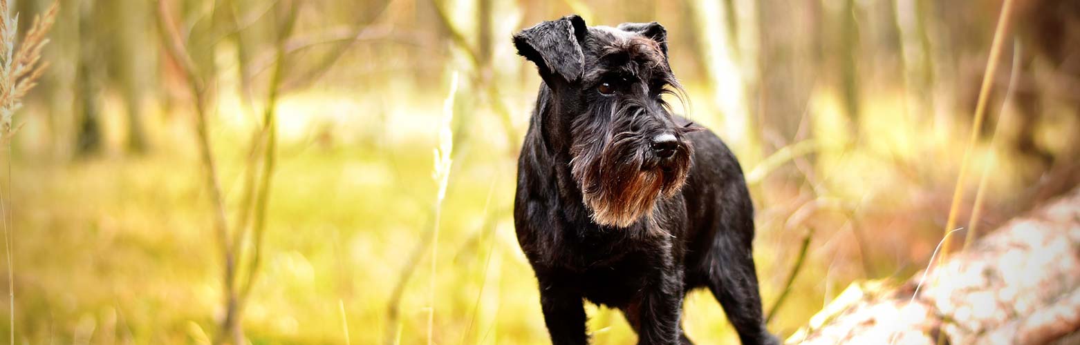 Kurzurlaub mit Hund