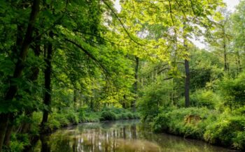 Der Spreewald mit Fokus auf die Spree.