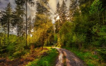 Der Thüringer Wald durch welchen ein Wanderweg geht