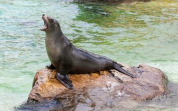 Eine Robbe im Berliner Zoo