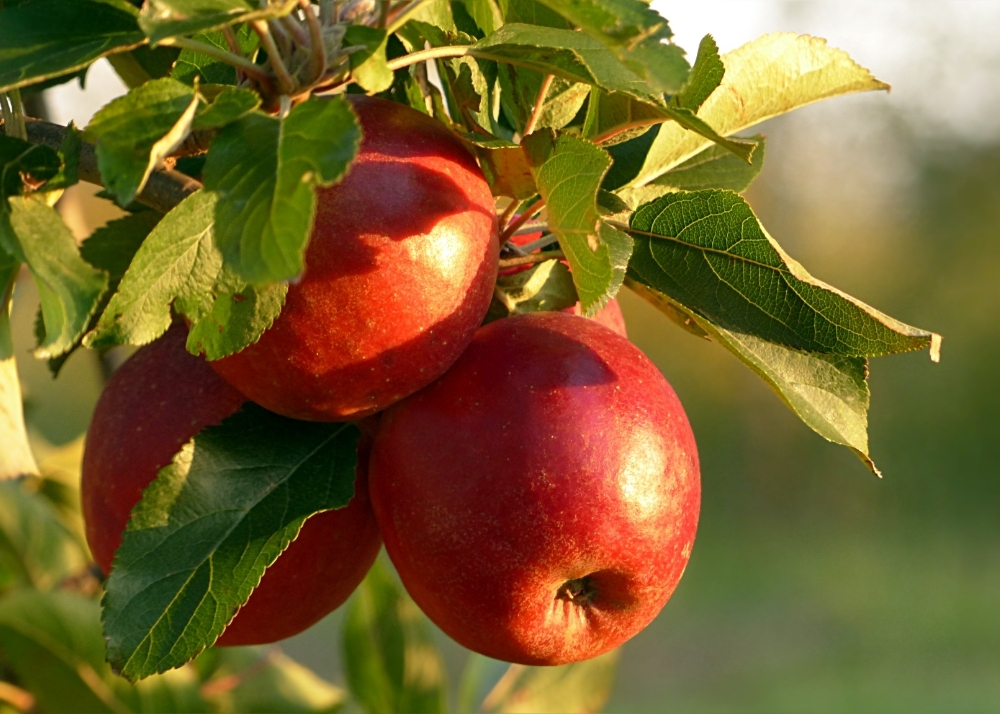 Äpfel