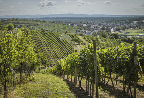 Weinberge Moravia