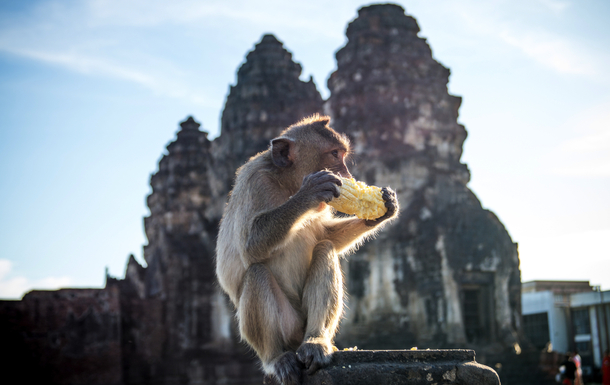Phra Prang Sam Yod - bekannt als Lopburi Affentempel