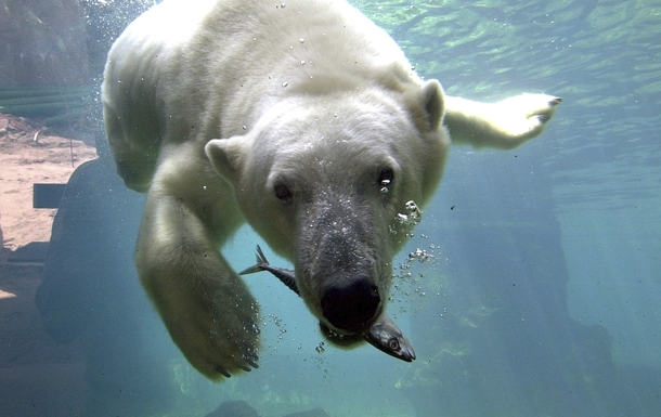 Eisbär Lloyd Zoo am Meer Bremerhaven
