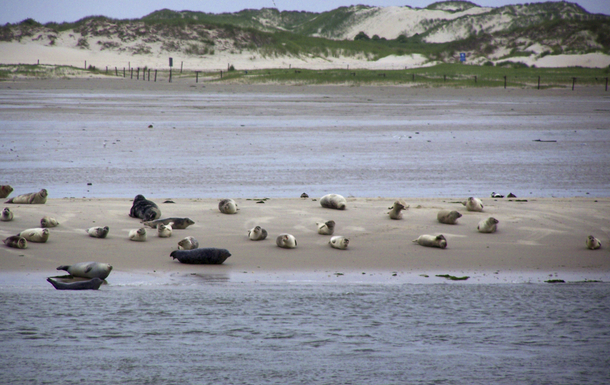 Seehundbänke vor Norderney