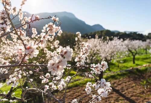 Mandelblüten auf einem Feld
