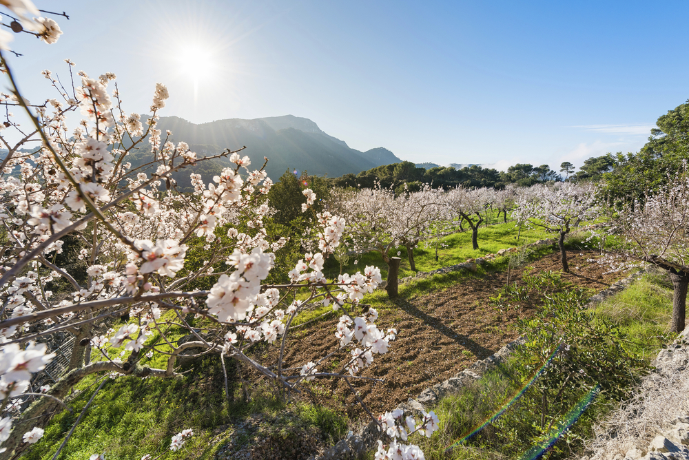 blühende Kirschblüten-Bäume auf einer Plantage