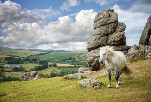 Dartmoor Pony Saddle Tor