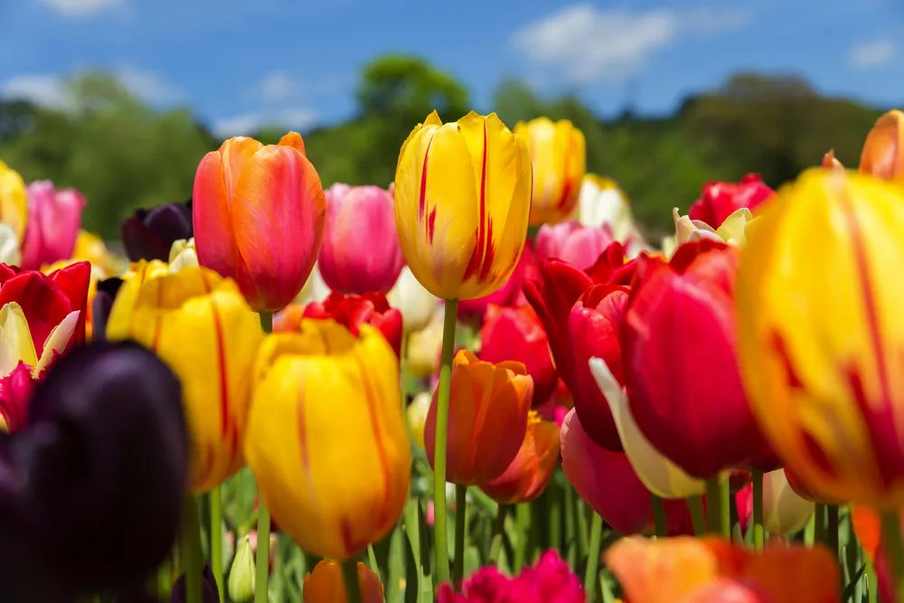 viele bunte Tulpen vor blauem Himmel, Nahaufnahme