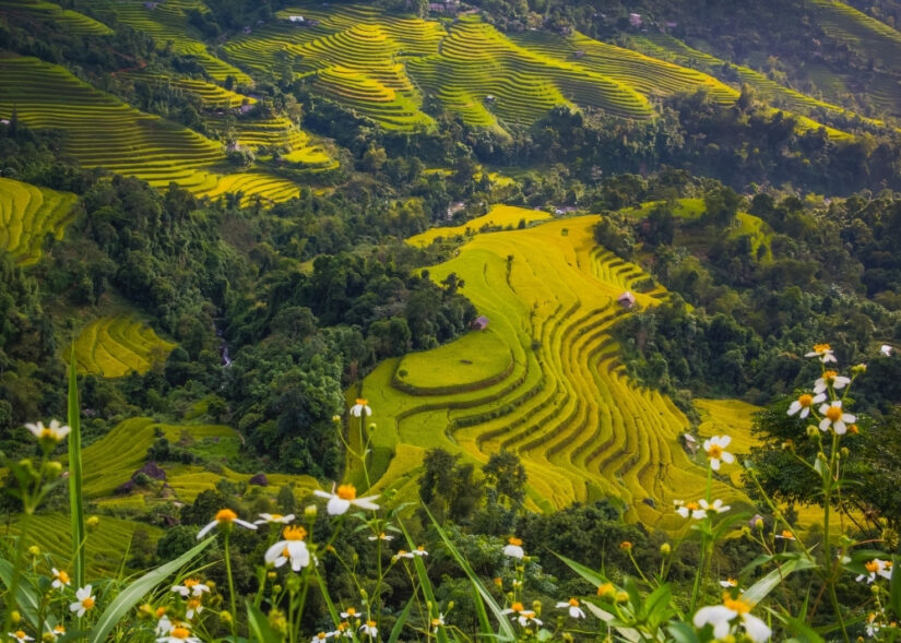 Reisterrassen Asien