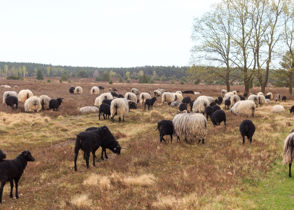 Schafe im Lündburger Land