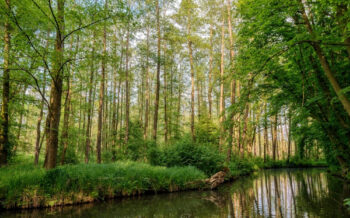 Spreewald