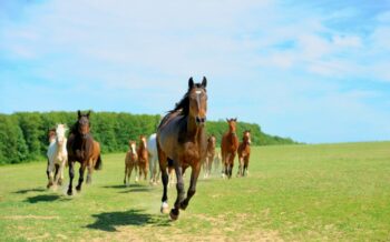 Wildpferde in der Natur