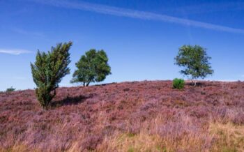 Lüneburger Heide